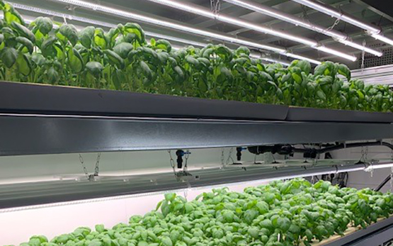 Vertical Farming